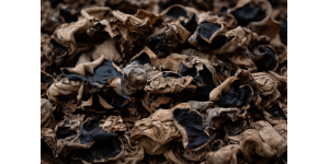 Аурикулярія вухоподібна: що робить цей гриб унікальним