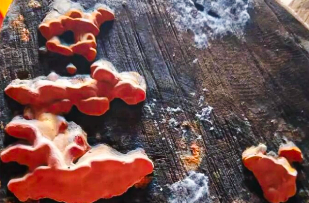 Антродия камфорная относится к базидиевым грибам