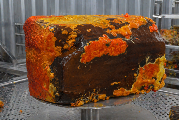 Сегодня антродию выращивают искусственно &ndash; на бревнах камфорного лавра из плантаций или на специальных жестких субстратах, воспроизводящих состав древесины хозяина.